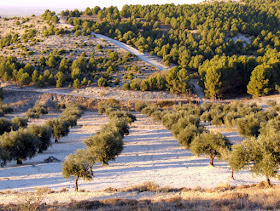 Monte repoblado de pinos